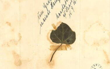 Listek bluszczu z grobu Heinza Lindemanna, 15.7.1916 r. , Neustadt Haardt. Z archiwum Wojciecha Niedźwiedzińskiego
