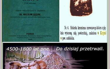 Siekierka krzemienna z Kcyni. Nadesłał Roman Tadych 