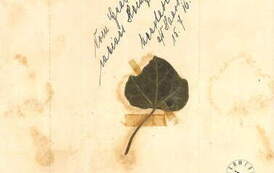 Listek bluszczu z grobu Heinza Lindemanna, 15.7.1916 r. , Neustadt Haardt. Z archiwum Wojciecha Niedźwiedzińskiego